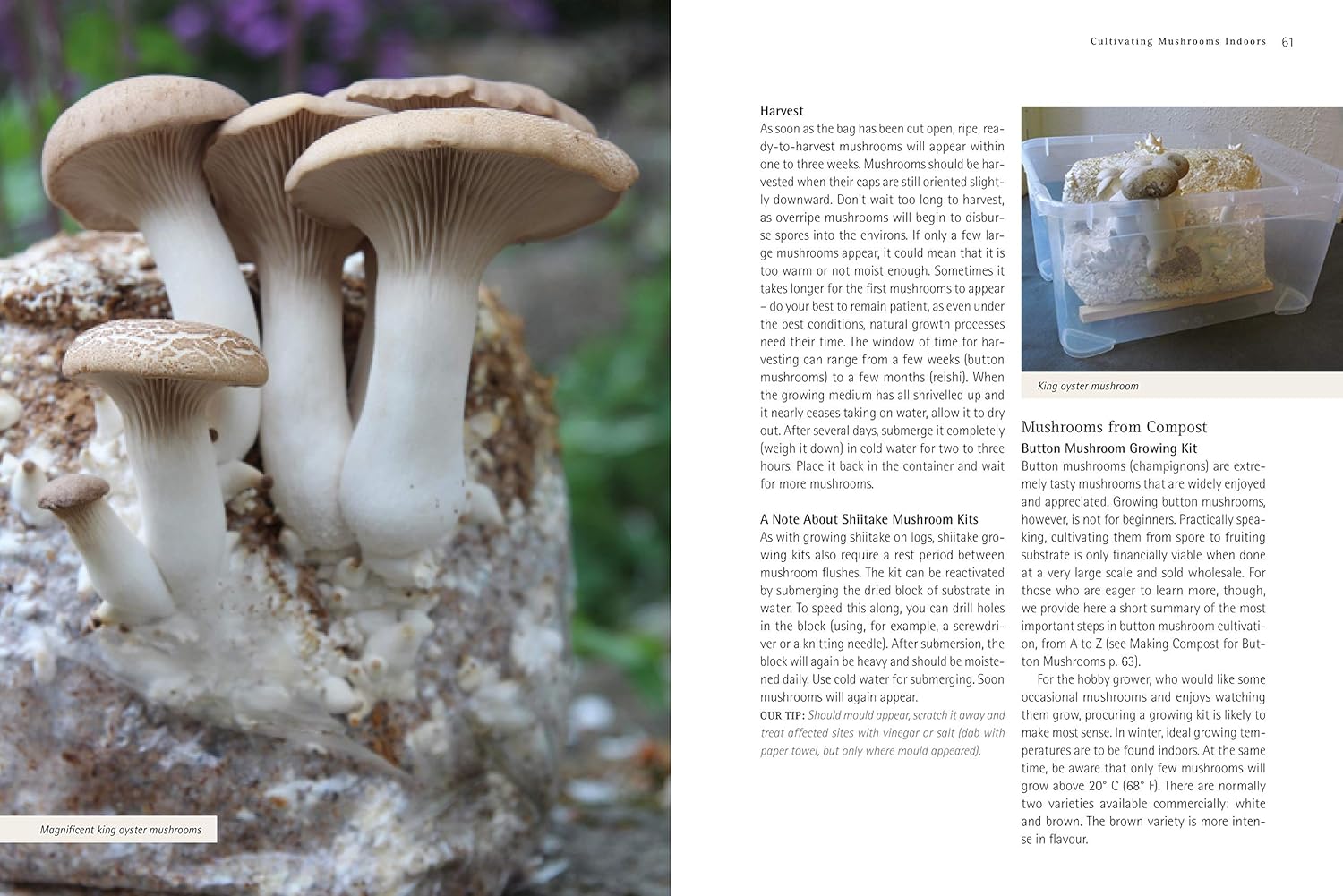 Pilze - Roger Phillips (Taschenbuch)