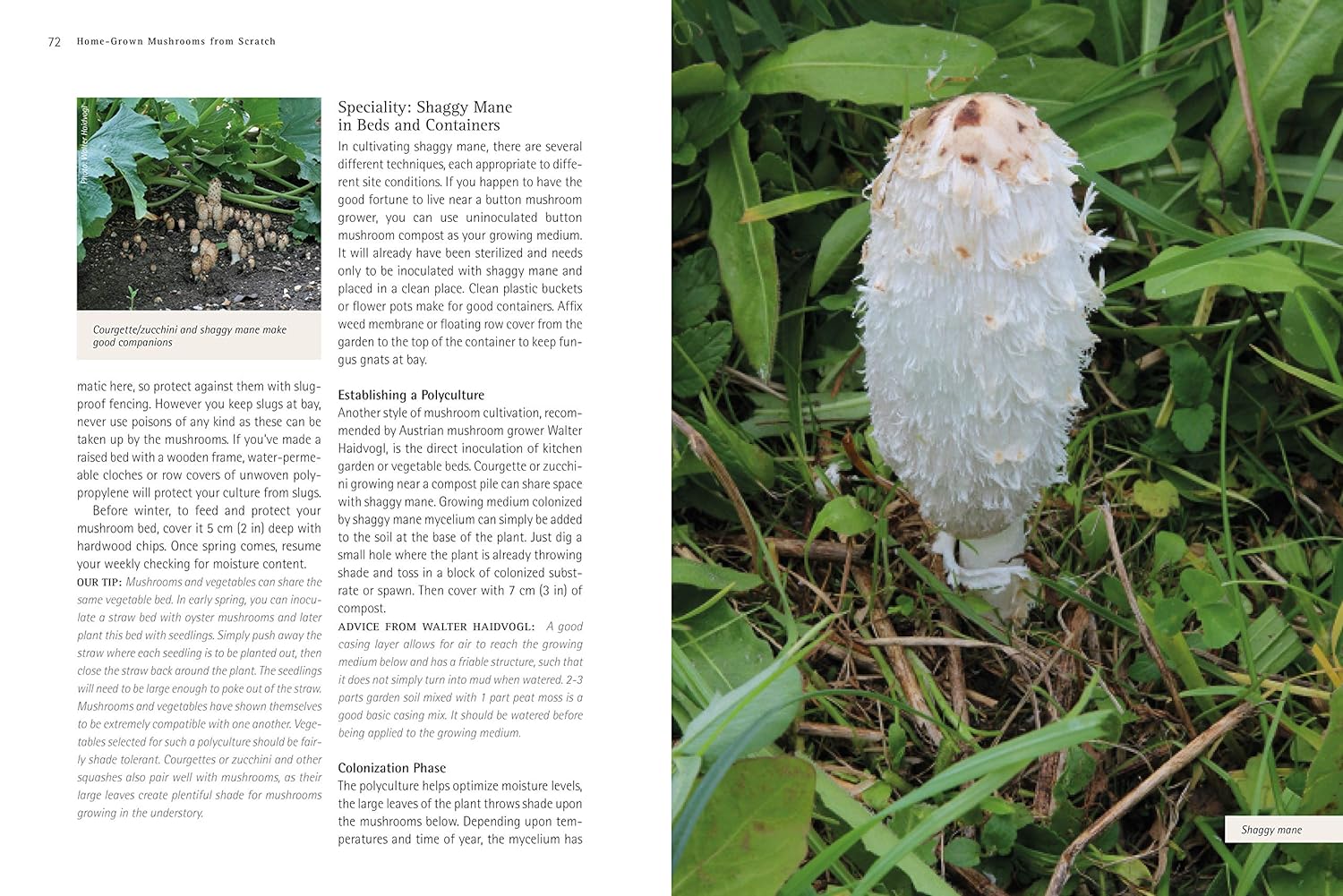 Pilze - Roger Phillips (Taschenbuch)