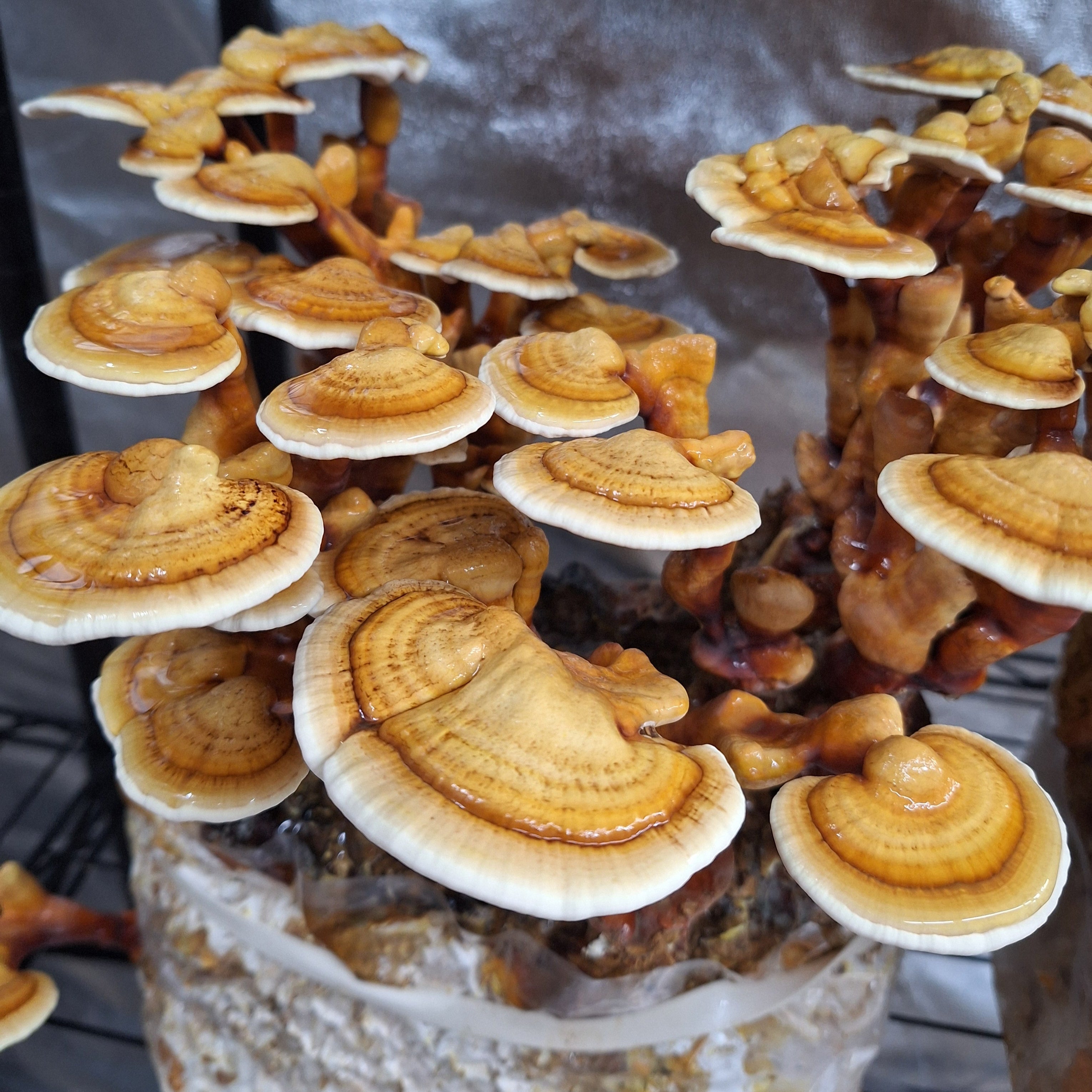 Reishi Grain Spawn