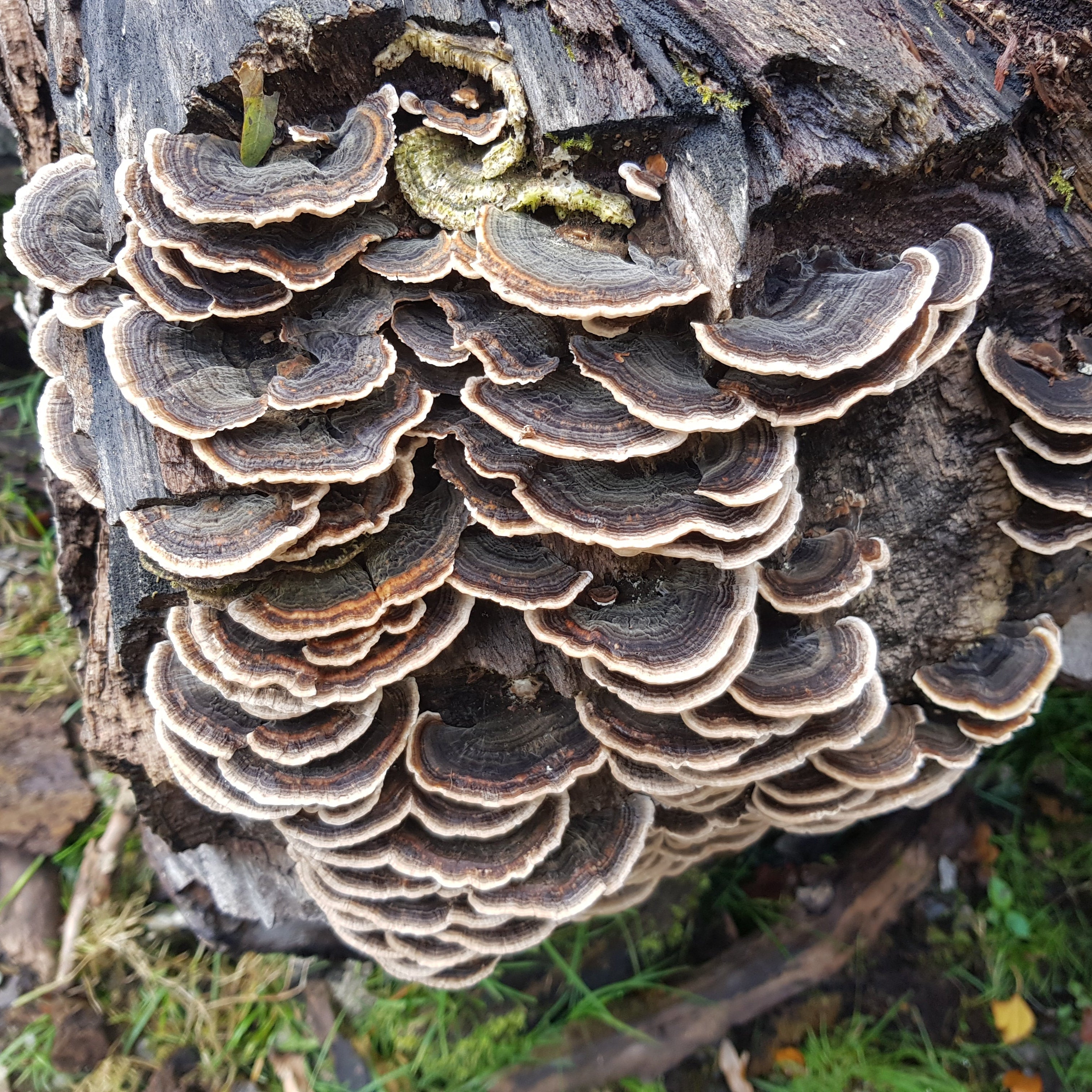 Turkey Tail Colonised Grain Spawn (NATIVE)