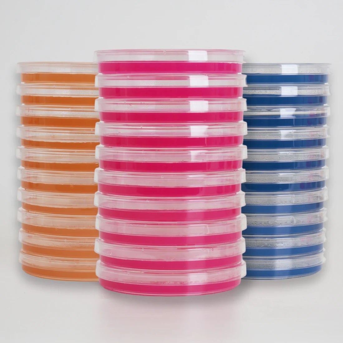 Agar plates on white background, coloured blue, orange, pink