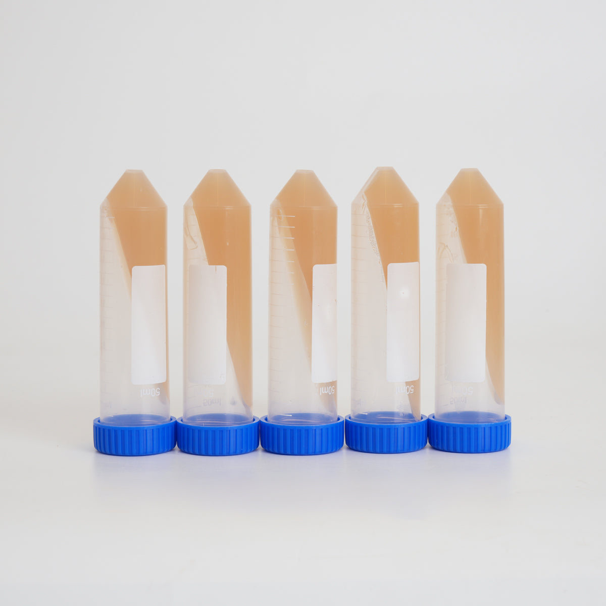 Five PDYA agar slants balanced upright on their blue caps, on a white background