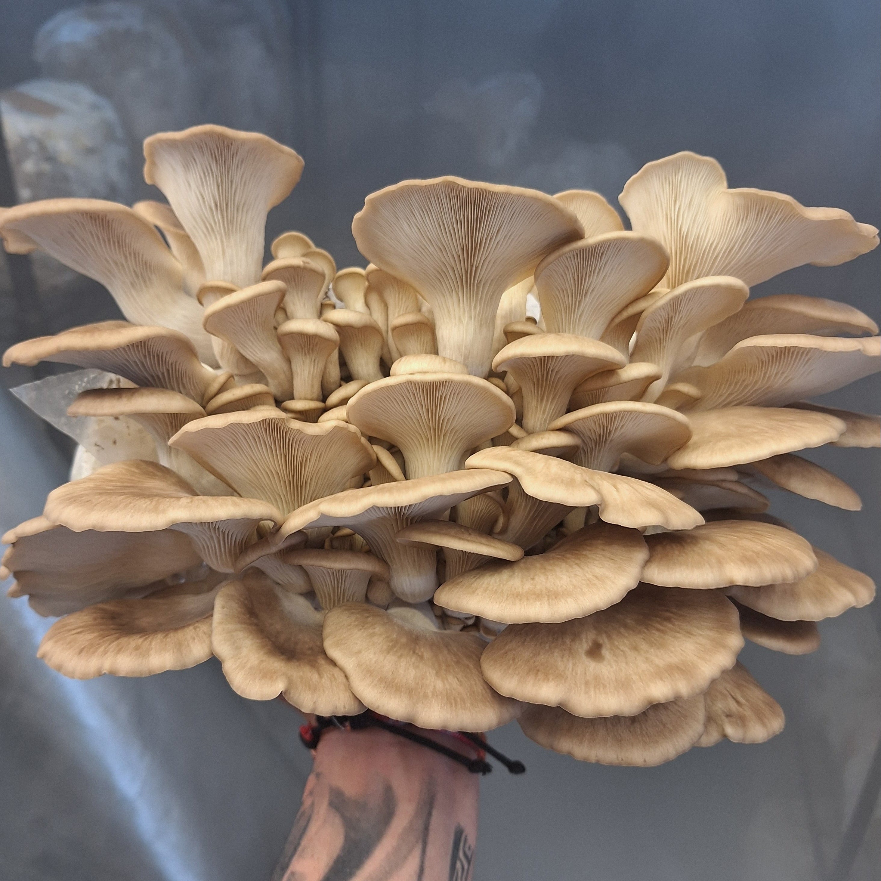 Grey Oyster Colonised Grain Spawn (NATIVE)
