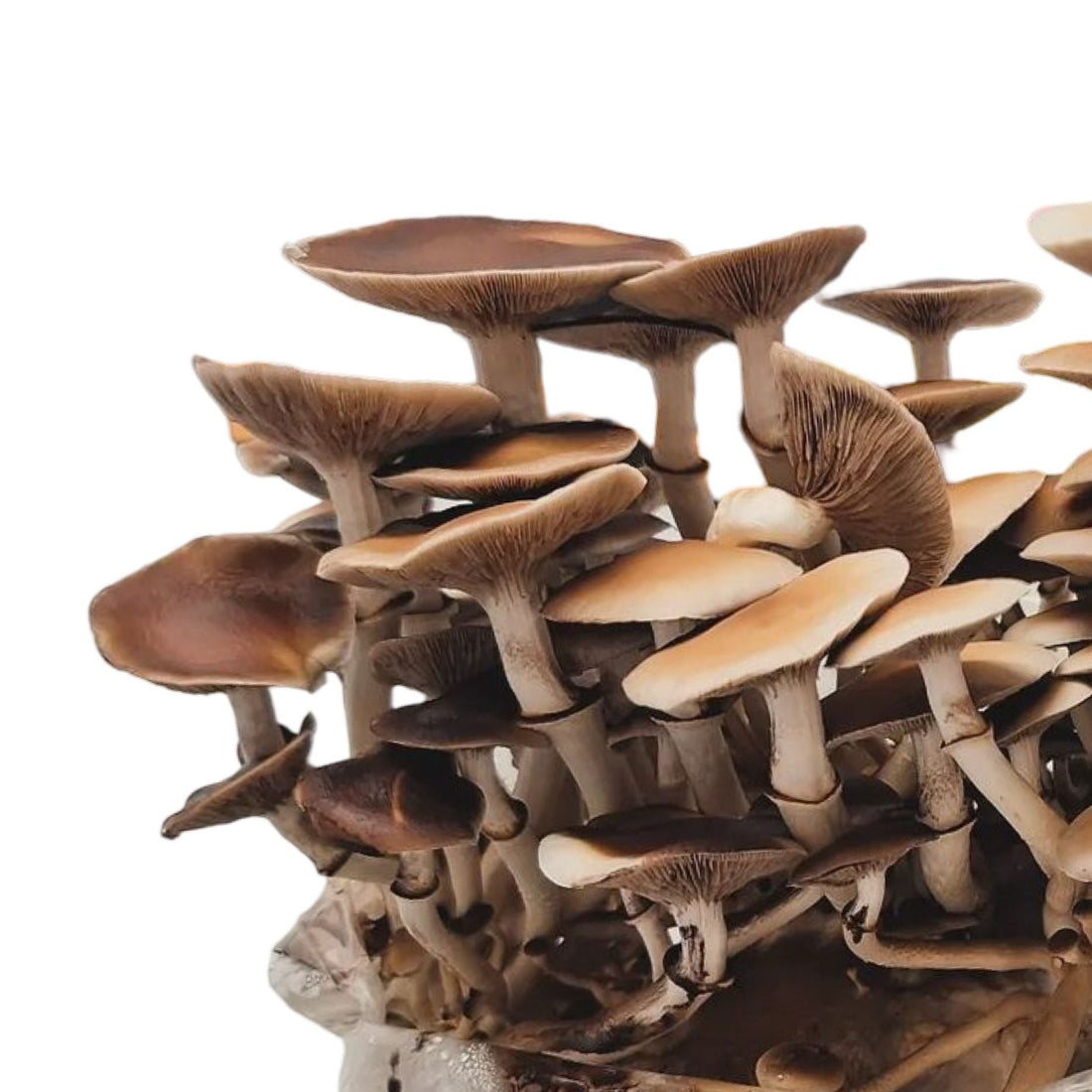 Ready to harvest therapeutic fungi
