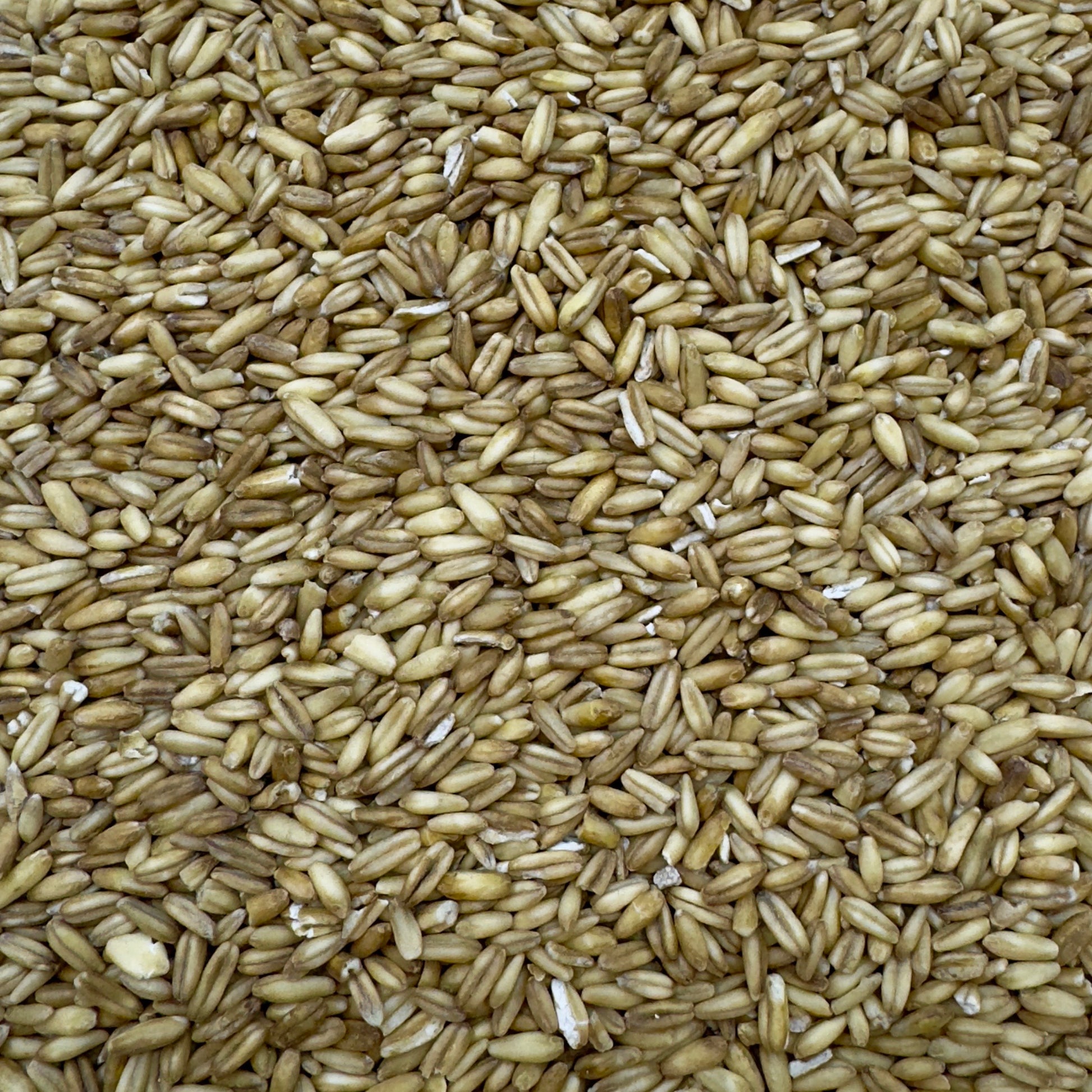 Close-up picture of some groats