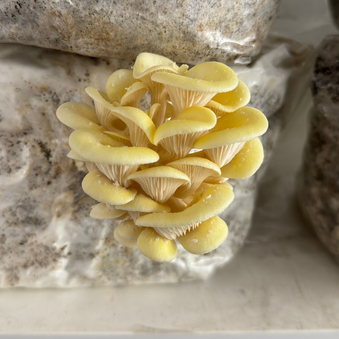 Oysters