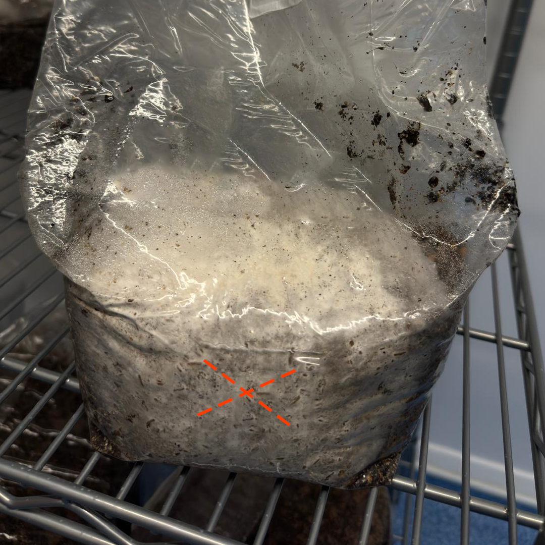 Cut the bag