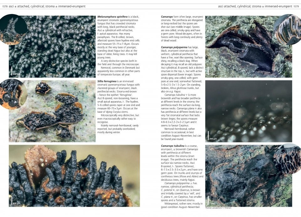 MycoPunks - Fungi of Temperate Europe volumes 1 + 2 - Book