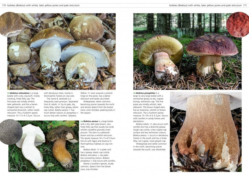 MycoPunks - Fungi of Temperate Europe volumes 1 + 2 - Book