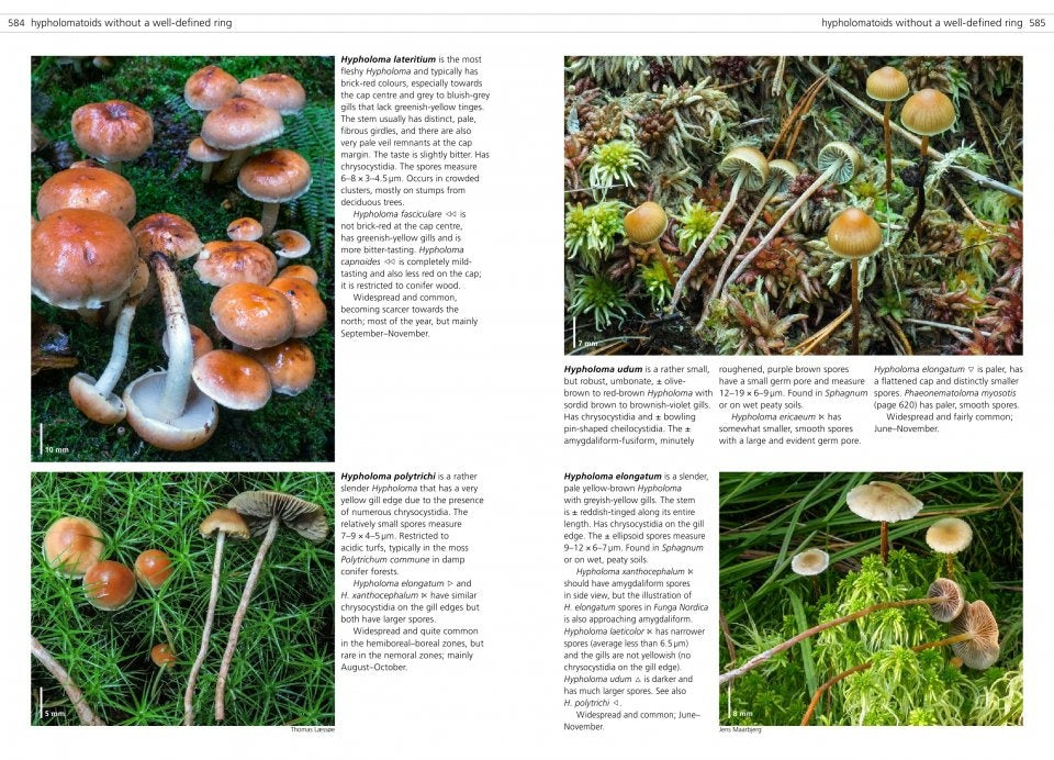 MycoPunks - Fungi of Temperate Europe volumes 1 + 2 - Book